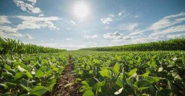 Plantação de soja sob o sol, representando a produção de grãos utilizada como moeda de troca em operações de barter e crédito agrícola.