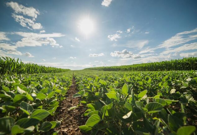 Plantação de soja sob o sol, representando a produção de grãos utilizada como moeda de troca em operações de barter e crédito agrícola.