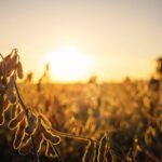 Close-up de vagens de soja maduras e prontas para a colheita sob a luz do pôr do sol, com a silhueta de uma colheitadeira operando ao fundo. A imagem de uma lavoura saudável no estágio final do ciclo produtivo ilustra o cenário ideal de rentabilidade alcançado pelas instituições financeiras que utilizam tecnologia escalável para o monitoramento pós-crédito.