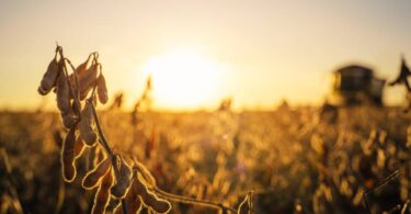 Close-up de vagens de soja maduras e prontas para a colheita sob a luz do pôr do sol, com a silhueta de uma colheitadeira operando ao fundo. A imagem de uma lavoura saudável no estágio final do ciclo produtivo ilustra o cenário ideal de rentabilidade alcançado pelas instituições financeiras que utilizam tecnologia escalável para o monitoramento pós-crédito.