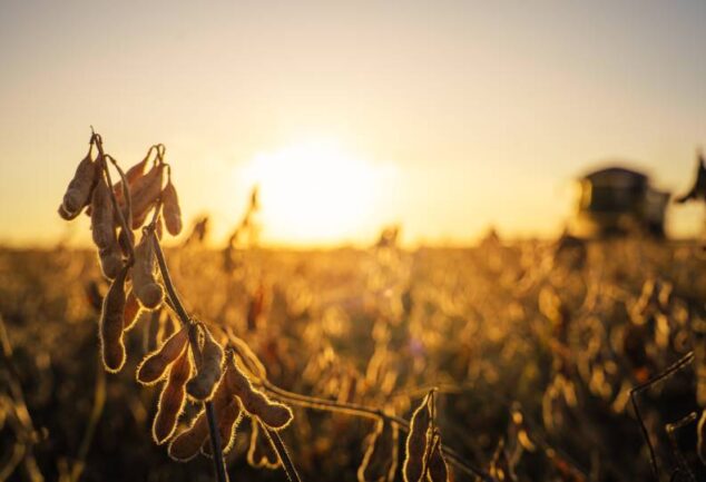 Close-up de vagens de soja maduras e prontas para a colheita sob a luz do pôr do sol, com a silhueta de uma colheitadeira operando ao fundo. A imagem de uma lavoura saudável no estágio final do ciclo produtivo ilustra o cenário ideal de rentabilidade alcançado pelas instituições financeiras que utilizam tecnologia escalável para o monitoramento pós-crédito.