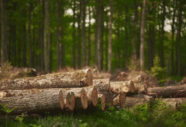 Imagem de madeiras cortadas no chão com árvores ao fundo, ilustrando a necessidade de mapear o histórico de desmatamento para assegurar a regularidade ambiental na cadeia do agronegócio.