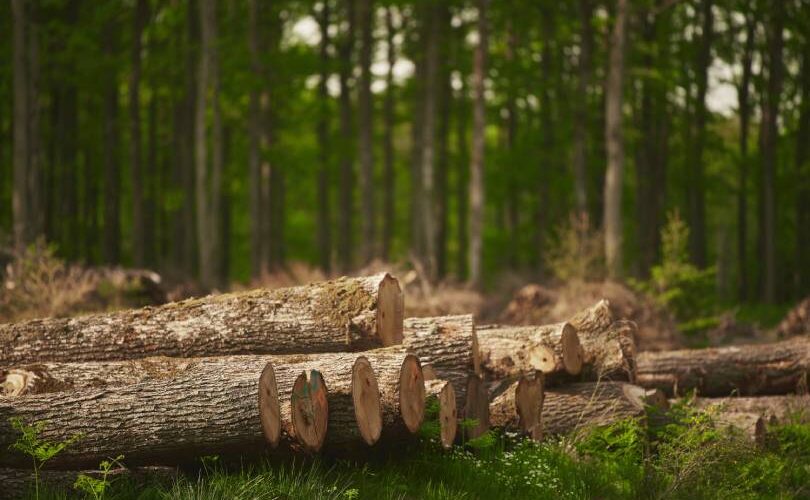 Imagem de madeiras cortadas no chão com árvores ao fundo, ilustrando a necessidade de mapear o histórico de desmatamento para assegurar a regularidade ambiental na cadeia do agronegócio.