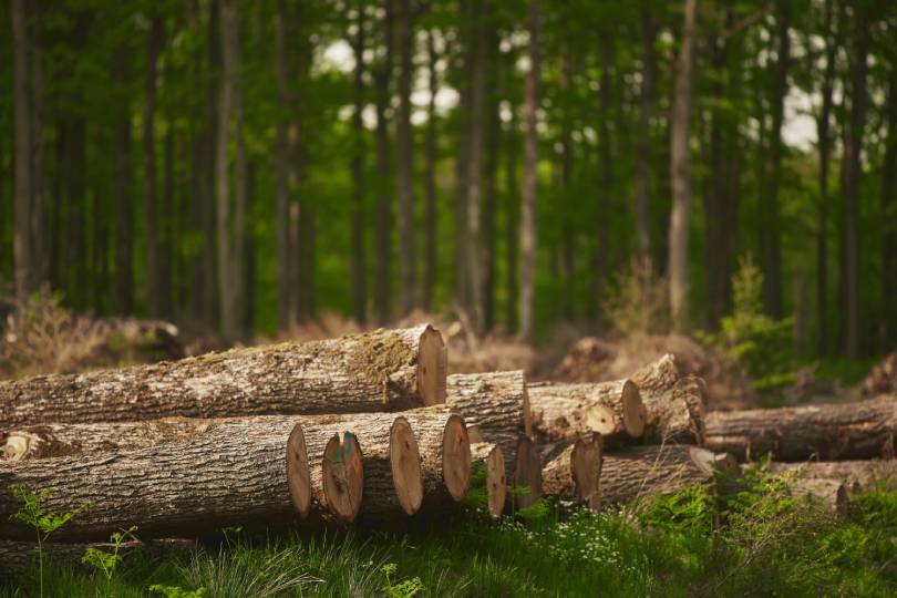 Imagem de madeiras cortadas no chão com árvores ao fundo, ilustrando a necessidade de mapear o histórico de desmatamento para assegurar a regularidade ambiental na cadeia do agronegócio.